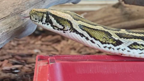 Python explores its habitat in a terrarium during the day Видео 344333166