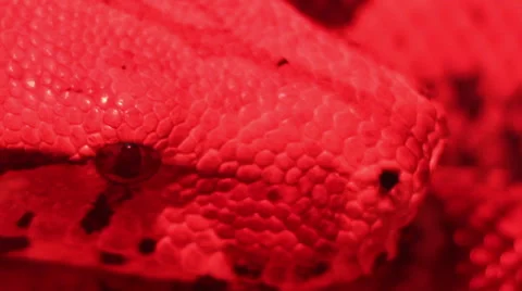 Python Eye Stock-Footage 45535323