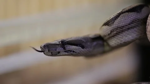 Python face close up. Stock Footage 130206416