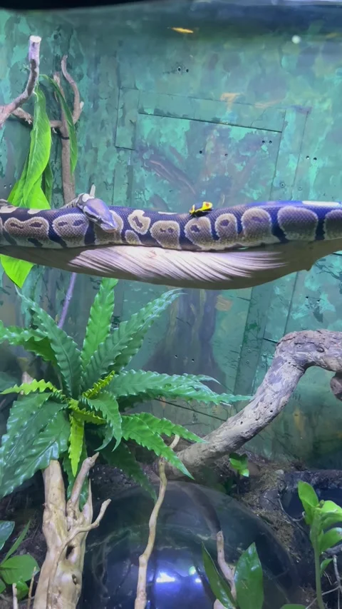 Python Flops Off Branch, Malta - 11 Sep 2023 Video stock 250419504