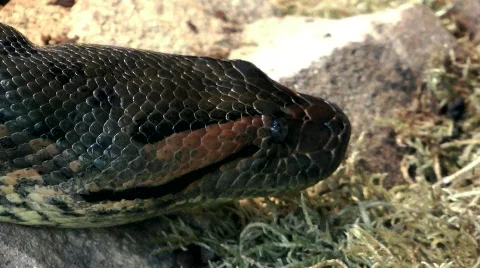 Python  스톡 동영상 817590