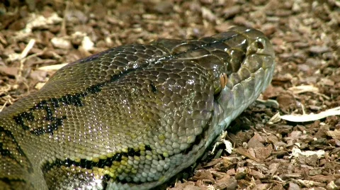 Python Vidéo 825918