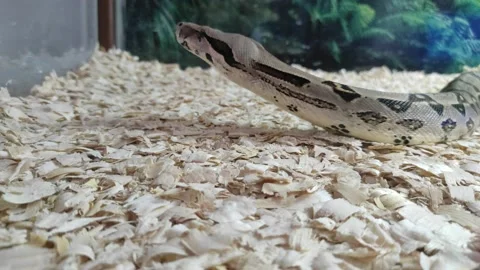 Python Stock Footage 138864138