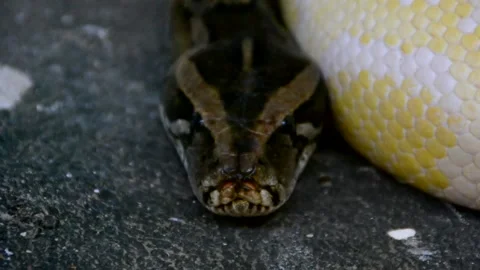 Python Stock Footage 216045252
