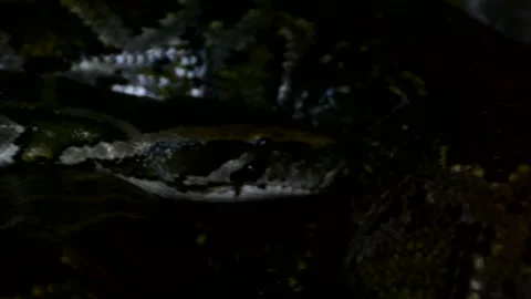 Python Stock Footage 216045389