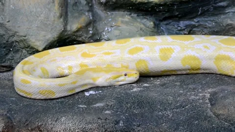 Python Stock Footage 217381942