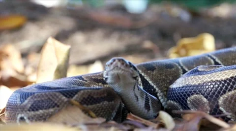 Python in the Forest HD Stock Footage