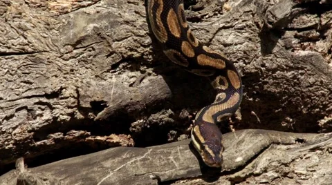 Python in the Forest HD Video stock 6003589