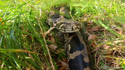 Python in the grass Stock Footage 139861637