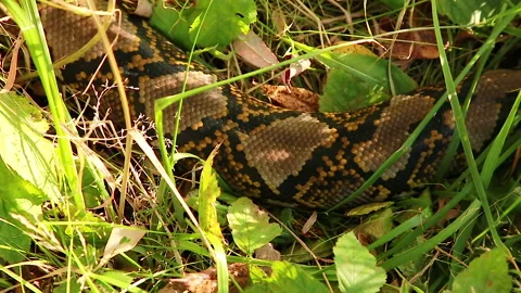 Python in the grass Stock Footage 144073624