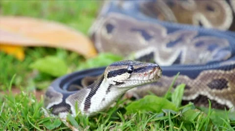 Python in the Grass HD Stock Footage 5622937