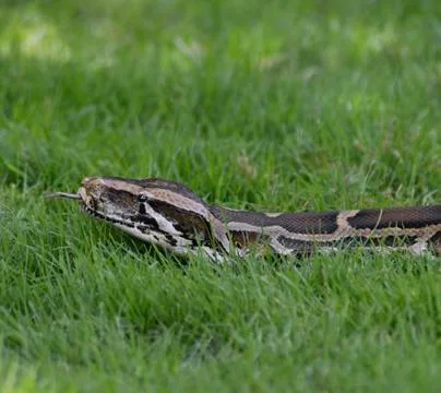 Python in the grass Foto stock