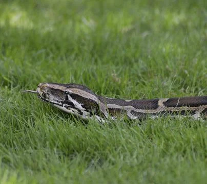 Python In The Grass Python In The Grass,Close Up Copyright: xZoonar.com/Sv... 스톡 사진
