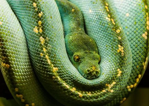 Python green snake reptile coil 스톡 사진