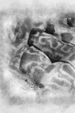 Python hand drawing effect with pencils Stock Illustration