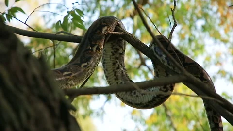 Python hanging from a branch Video stock 144334281