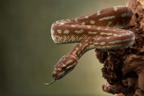 Python Hanging from Branch Stock Photos
