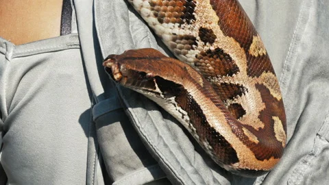 Python hangs on shoulder of hostess, sticks out tongue Stockbeeldmateriaal 201627272