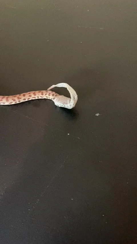 Python Has Peculiar Hat, Hockley, Texas, USA - 18 Apr 2021 動画素材 205342586