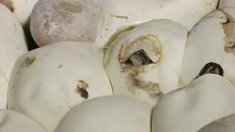 Python head breaking through egg shell Stock Footage 155173431