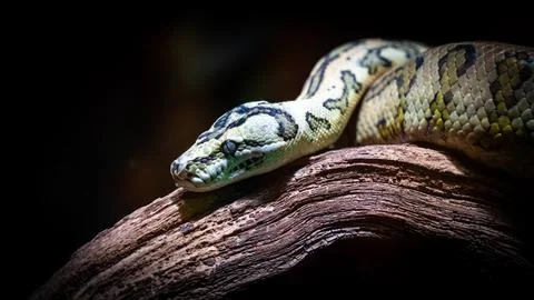 Python - head details Stock Photos