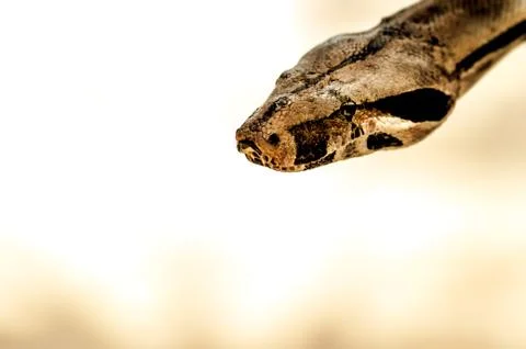 Python head reptile brown snake Stock Photos
