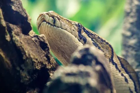 Python head on a tree closeup Stock Photos