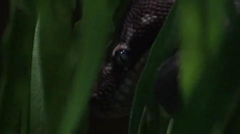 Python head in the trees Stock Footage 47113821