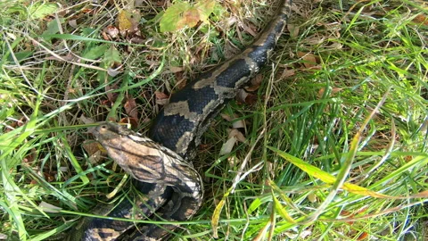 Python hiding in the grass Stock Footage 153833734