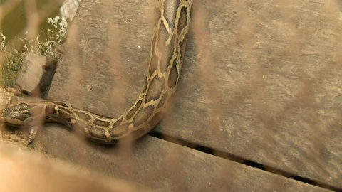 Python hissing and crawling in the water Stockbeeldmateriaal 115140460