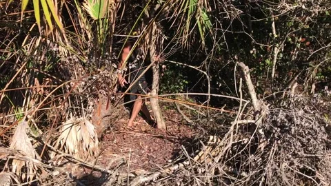 Python Hunter, Miami, Florida, USA - 07 May 2017 스톡 동영상 205292689