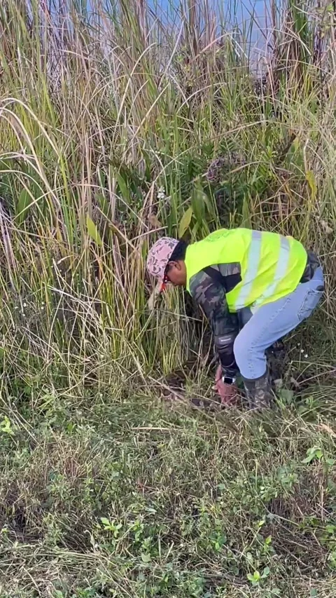 Python Hunting in the Everglades, Miami, Florida, USA - 16 Jan 2023 스톡 동영상 231822517
