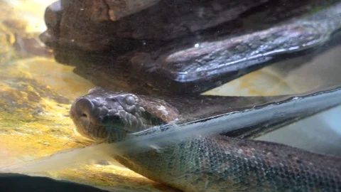 Python in its glass case partially immersed in water Stock Footage 114634572