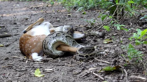Python Killing Deer Stock Footage 92515082