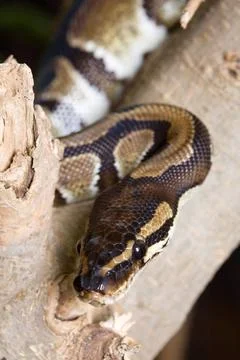 Python Königspython an einem Baumstamm Royal python on a tree trunk Copyri.. Stock-Fotos