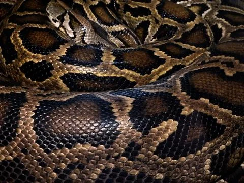 Python - leather - background Stock Photos