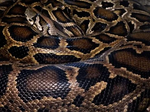 Python - leather - background Stock-Fotos