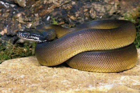 PYTHON A LEVRES BLANCHES liasis albertisi Photos