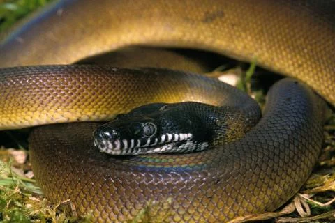 PYTHON A LEVRES BLANCHES liasis albertisi Photos