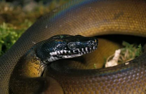 PYTHON A LEVRES BLANCHES liasis albertisi Stock Photos