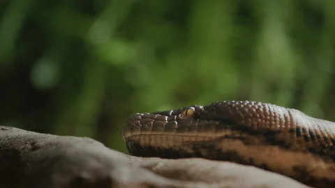 Python lies on a dry tree branch, close-up of head Stock Footage 201190543