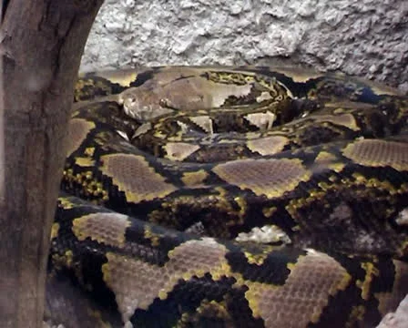 Python lies on the stones Video stock 25606567