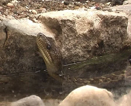 Python lies in the water Stock Footage 25364709