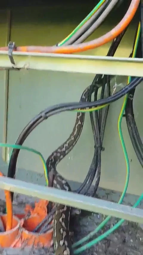 Python Lives Inside Electrical Control Box, Brunswick Heads, New South Wales, Au Stock Footage 205242909