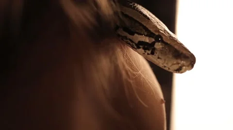 Python look over his shoulder at the girl Stock Footage 68936147