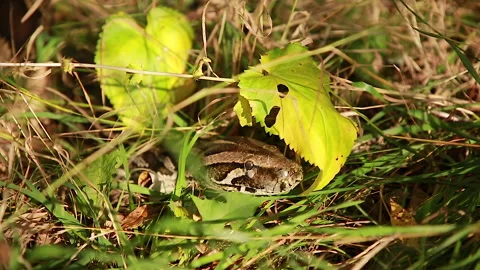 Python looks out of the grass Stock Footage 144334277
