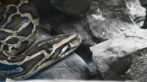 Python Lurking Among Rocks in Naturalistic Enclosure Stock Footage 280713321