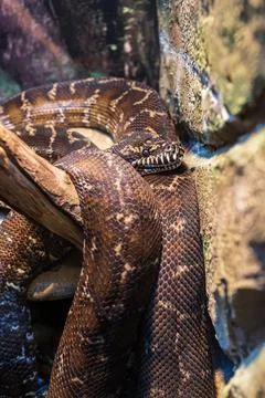 The python is lying on a branch Foto stock