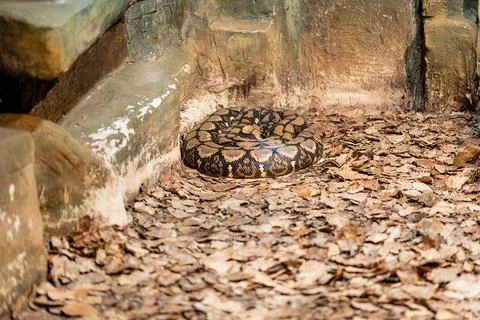 Python lying on dry leaves Stockfoto's