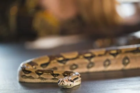 Python lying on the floor in a studio 写真素材